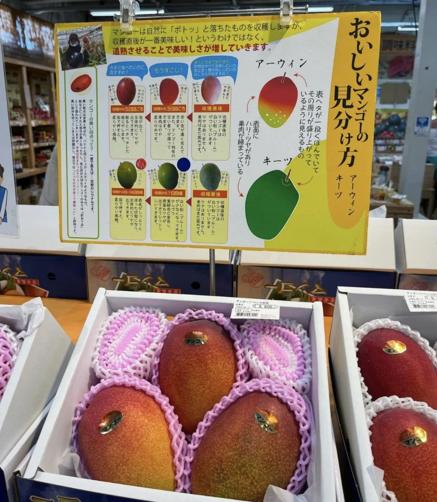 🥭 Miyakojima Mango Feature | みゃーくずみ