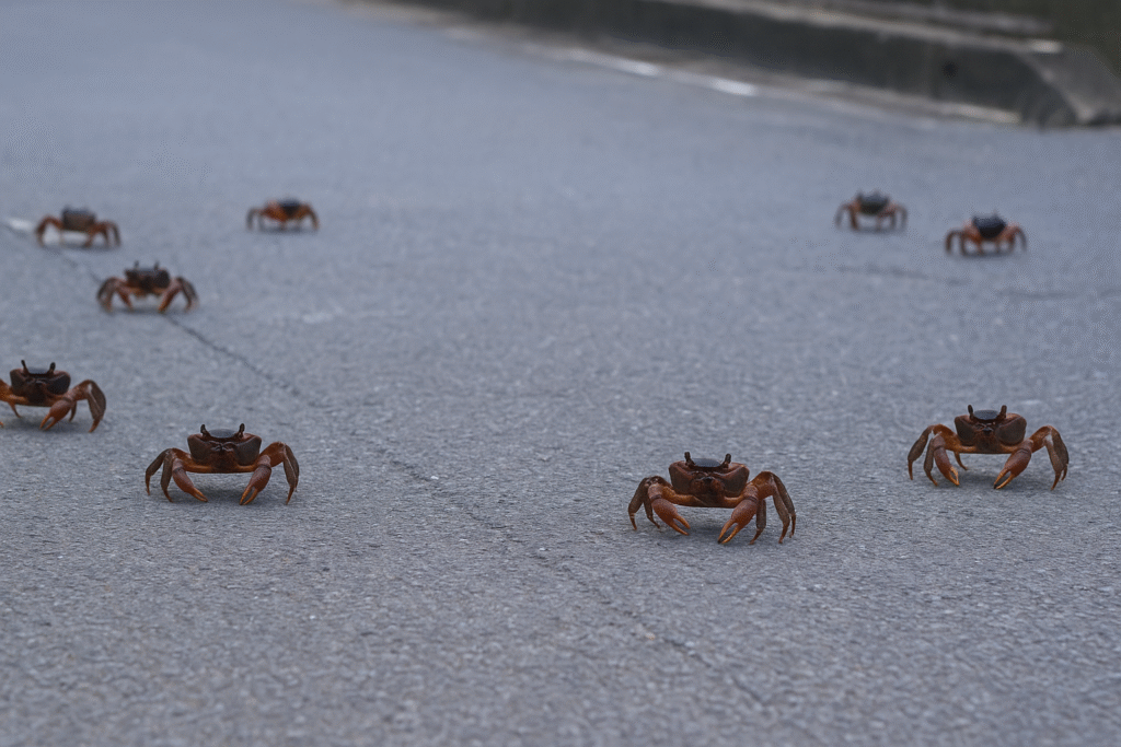 池間島のオカガニ産卵｜満月に訪れる神秘 | みゃーくずみ