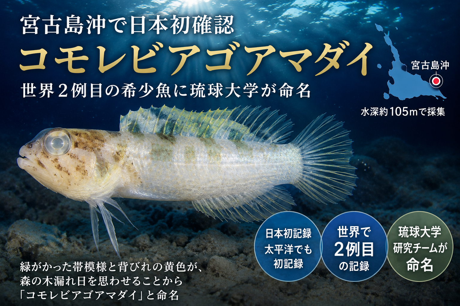 宮古島沖で日本初確認「コモレビアゴアマダイ」｜世界2例目の希少魚に